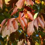 Fraxinus americana 'Autumn Applause' — photo 6