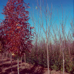 Fraxinus penn. 'Cimmaron' — photo 2