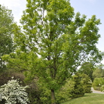 Fraxinus pennsylvanica 'Summit' — photo 5