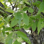 Fraxinus pennsylvanica 'Summit' — photo 1