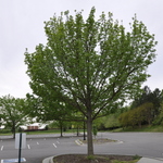 Fraxinus pennsylvanica 'Summit' — photo 2