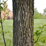Fraxinus pennsylvanica 'Summit' — photo 3