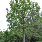 Fraxinus pennsylvanica 'Summit' — photo 4