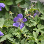Geranium X Rozanne — photo 2