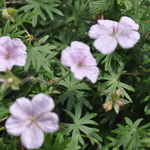 Geranium X Rozanne — photo 3
