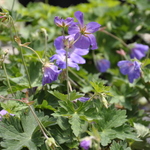 Geranium X Rozanne — photo 4