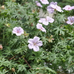 Geranium X Rozanne — photo 5
