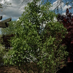 Ginkgo biloba Saratoga — photo 3