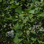 Ginkgo biloba Saratoga — photo 4