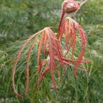 Acer palmatum 'Spring Delight' — photo 4