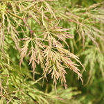 Acer palmatum 'Waterfall' — photo 2