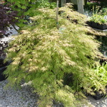Acer palmatum 'Waterfall' — photo 3
