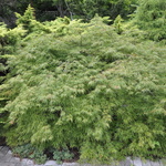 Acer palmatum 'Waterfall' — photo 4
