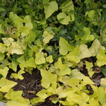 Heuchera 'Amber Waves' — photo 2