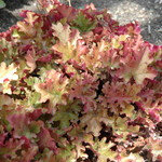 Heuchera Marmalade — photo 1