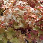 Heuchera Marmalade — photo 2