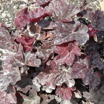 Heuchera Obsidian ppaf — photo 1