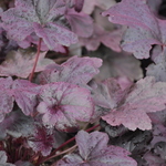 Heuchera Obsidian ppaf — photo 2