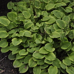 Hosta 'Golden Tiara' — photo 2