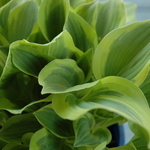 Hosta 'Golden Tiara' — photo 3