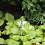 Hosta 'Guacamole' — photo 3