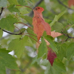 Acer rubrum — photo 3