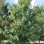 Acer rubrum — photo 4