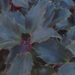 Ilex x meserveae 'Blue Princess' — photo 3