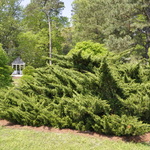 Juniperus chinensis 'Monlep'(MINT JULEP®) — photo 3
