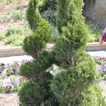 Juniperus chinensis 'Monlep'(MINT JULEP®) — photo 4