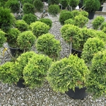 Juniperus chinensis 'Gold Star' — photo 2