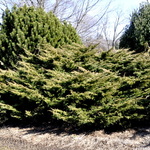 Juniperus chinensis 'Gold Star' — photo 3