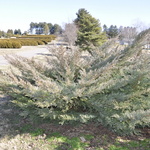 Juniperus chinensis Hetzii Glauca — photo 2