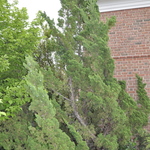 Juniperus chinensis 'Torulosa' — photo 3
