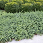 Juniperus conferta 'Blue Pacific' — photo 2