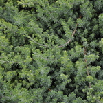 Juniperus conferta 'Blue Pacific' — photo 3