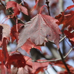 Acer rubrum 'Autumn Spire' — photo 3