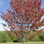 Acer rubrum 'Autumn Spire' — photo 4