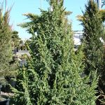 Juniperus squamata Loderi — photo 2