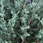 Juniperus virginiana 'Grey Owl' — photo 3