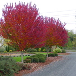 Acer rubrum 'Burgundy Belle' — photo 3