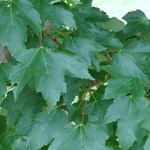 Acer rubrum 'New World' — photo 3