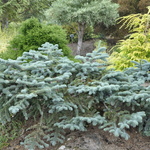 Abies Procera Glauca Prostrata — photo 2