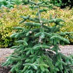 Abies Pinsapo Glauca — photo 1