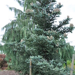 Abies Pinsapo Glauca — photo 2