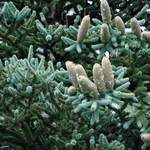Abies Pinsapo Glauca — photo 3