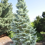 Abies Lasiocarpa Var. 'Arizonica 'Compacta' — photo 2