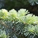Abies Lasiocarpa Var. 'Arizonica 'Compacta' — photo 3