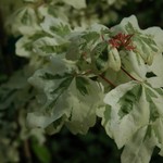 Acer Campestre 'Carnival' — photo 1
