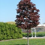 Acer Platanoides 'Conquest' — photo 3
